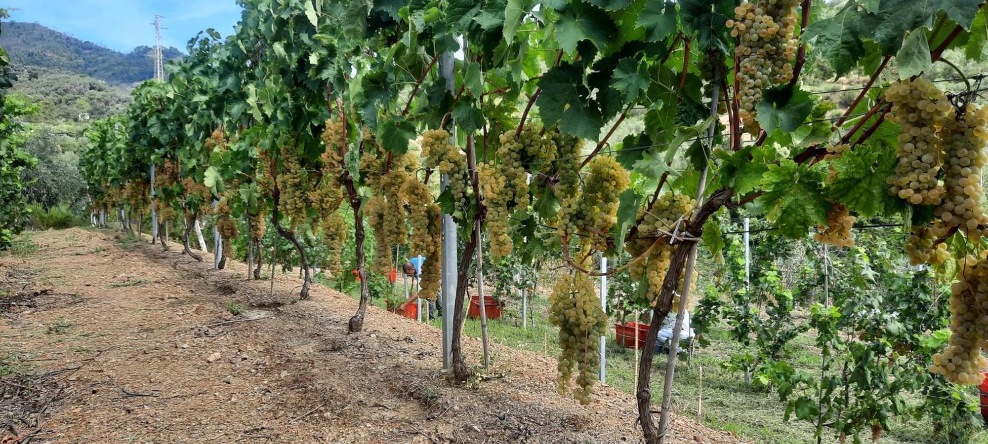 Agriturismo La Collina Verde Леванто Екстер'єр фото